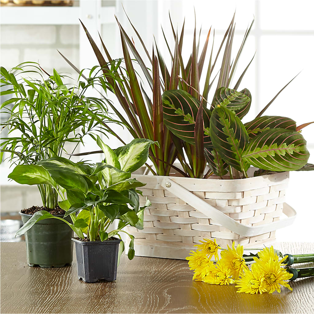 Florist Designed Blooming and Green Plants in a Basket – PRETTY PETALS FLOWERS & GIFTS, Olla LA